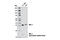 Growth Differentiation Factor 15 antibody, 8479S, Cell Signaling Technology, Western Blot image 