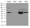 Guanine nucleotide-binding protein G(s) subunit alpha isoforms short antibody, MA5-27115, Invitrogen Antibodies, Western Blot image 