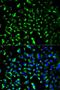 Prohibitin antibody, orb49027, Biorbyt, Immunofluorescence image 