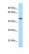 Activating Transcription Factor 7 antibody, orb329592, Biorbyt, Western Blot image 