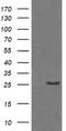 Granzyme B antibody, LS-C174385, Lifespan Biosciences, Western Blot image 
