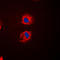 EPS8 Like 2 antibody, LS-C353533, Lifespan Biosciences, Immunofluorescence image 