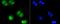 Small Ubiquitin Like Modifier 1 antibody, NBP2-67419, Novus Biologicals, Immunofluorescence image 