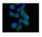 RAS P21 Protein Activator 1 antibody, PB9796, Boster Biological Technology, Immunofluorescence image 