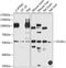 Mex-3 RNA Binding Family Member C antibody, A09281-1, Boster Biological Technology, Western Blot image 
