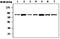 Neurofibromin 2 antibody, ab88957, Abcam, Western Blot image 