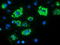 MYD88 Innate Immune Signal Transduction Adaptor antibody, LS-C172372, Lifespan Biosciences, Immunofluorescence image 