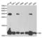 Diazepam Binding Inhibitor, Acyl-CoA Binding Protein antibody, LS-C334019, Lifespan Biosciences, Western Blot image 