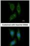 Serine/Threonine Kinase 25 antibody, PA5-21845, Invitrogen Antibodies, Immunofluorescence image 