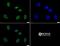 Histone Cluster 2 H3 Family Member D antibody, NB21-1092, Novus Biologicals, Immunofluorescence image 