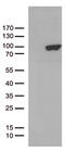 Protocadherin Beta 8 antibody, CF812705, Origene, Western Blot image 