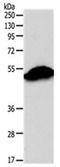 Sirtuin 6 antibody, orb107438, Biorbyt, Western Blot image 