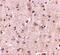 DLG Associated Protein 2 antibody, NBP2-82086, Novus Biologicals, Immunohistochemistry paraffin image 