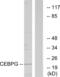 CCAAT Enhancer Binding Protein Gamma antibody, abx013533, Abbexa, Western Blot image 