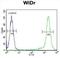 Solute Carrier Family 35 Member G5 antibody, abx025973, Abbexa, Western Blot image 