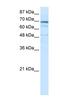 Zinc Finger Protein 614 antibody, MBS536461, MyBioSource, Western Blot image 