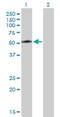 Testis Expressed 13A antibody, H00056157-B01P, Novus Biologicals, Western Blot image 