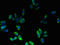 Fibronectin Type III Domain Containing 3B antibody, LS-C377710, Lifespan Biosciences, Immunofluorescence image 