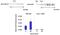 RNA Polymerase I And III Subunit C antibody, PA5-12455, Invitrogen Antibodies, Chromatin Immunoprecipitation image 