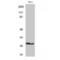 Fas Associated Via Death Domain antibody, LS-C383441, Lifespan Biosciences, Western Blot image 