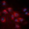 40S ribosomal protein S20 antibody, orb339029, Biorbyt, Immunocytochemistry image 