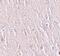 Zinc Finger And BTB Domain Containing 5 antibody, PA5-21085, Invitrogen Antibodies, Immunohistochemistry frozen image 
