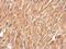 Periplakin antibody, NBP2-19775, Novus Biologicals, Immunohistochemistry paraffin image 