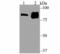 Gephyrin antibody, NBP2-75504, Novus Biologicals, Western Blot image 