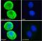 Adenosine A2a Receptor antibody, GTX89407, GeneTex, Immunocytochemistry image 