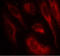 Heat Shock Transcription Factor 1 antibody, LS-C203028, Lifespan Biosciences, Immunofluorescence image 