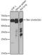 Hepatitis A Virus Cellular Receptor 2 antibody, GTX66011, GeneTex, Western Blot image 