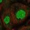 Zinc Finger Protein 791 antibody, NBP2-13597, Novus Biologicals, Immunofluorescence image 