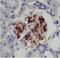 Dermal papilla-derived protein 13 antibody, FNab01133, FineTest, Immunohistochemistry frozen image 