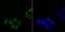 DEAD-Box Helicase 5 antibody, NBP2-67034, Novus Biologicals, Immunofluorescence image 