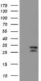 CAMLG antibody, NBP2-01801, Novus Biologicals, Western Blot image 