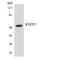 Relaxin-3 receptor 1 antibody, LS-C200635, Lifespan Biosciences, Western Blot image 