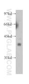 Ganglioside Induced Differentiation Associated Protein 1 antibody, 13152-1-AP, Proteintech Group, Western Blot image 