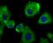 Actinin Alpha 4 antibody, A01975, Boster Biological Technology, Immunocytochemistry image 