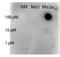 Signal Transducer And Activator Of Transcription 5A antibody, orb345726, Biorbyt, Dot Blot image 