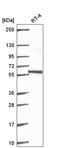 Pleiotropic Regulator 1 antibody, HPA061486, Atlas Antibodies, Western Blot image 