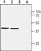 Homer Scaffold Protein 1 antibody, PA5-77704, Invitrogen Antibodies, Western Blot image 