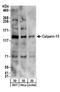Calpain 15 antibody, A304-057A, Bethyl Labs, Western Blot image 