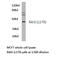 G Protein-Coupled Receptor Class C Group 5 Member A antibody, LS-C177410, Lifespan Biosciences, Western Blot image 