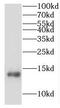 Immunoglobulin Kappa Variable 1-5 antibody, FNab04188, FineTest, Western Blot image 