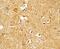 Corticotropin Releasing Hormone antibody, GTX31922, GeneTex, Immunohistochemistry paraffin image 