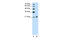 Ankyrin-1 antibody, 29-775, ProSci, Immunohistochemistry frozen image 
