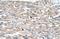 BMP2 Inducible Kinase antibody, NBP1-52901, Novus Biologicals, Immunohistochemistry frozen image 