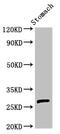 PRAS40 antibody, LS-C677100, Lifespan Biosciences, Western Blot image 