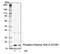 H2A Histone Family Member X antibody, MA5-28006, Invitrogen Antibodies, Western Blot image 