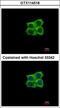 Ladinin 1 antibody, LS-C186363, Lifespan Biosciences, Immunocytochemistry image 